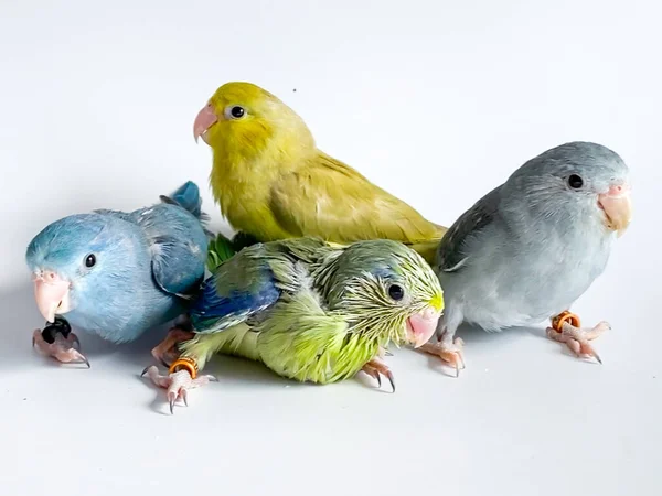 Чотири Папуги Форпус Різного Кольору Білому Тлі — стокове фото