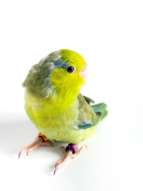 Beyaz arka planda Forpus papağan kuşu