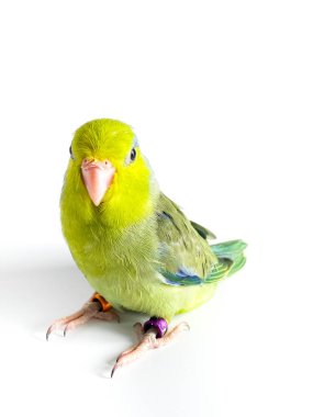 Beyaz arka planda Forpus papağan kuşu