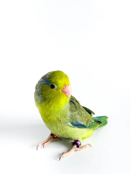 Forpus Papuga Ptak Białym Tle — Zdjęcie stockowe