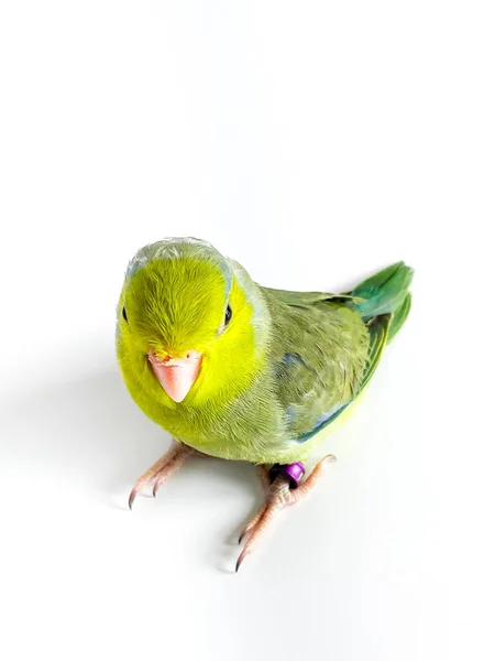 Forpus Parrot Bird White Background — Stock Photo, Image