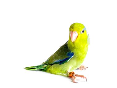 Beyaz arka planda Forpus papağan kuşu