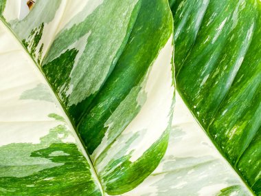 Beyaz arkaplanda Epipremnum Pinnatum Varyasyonu Ayrıl