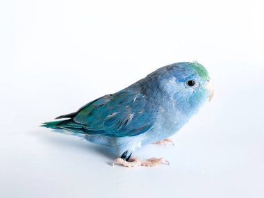 Beyaz arka planda Forpus papağan kuşu