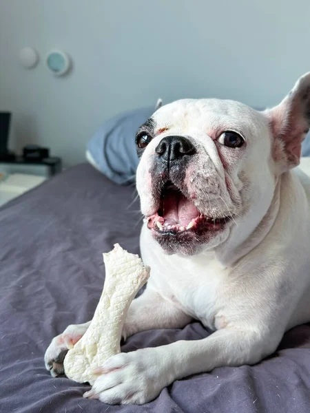 French Bulldog  enjoy with pet dental care chew bone snack in mouth