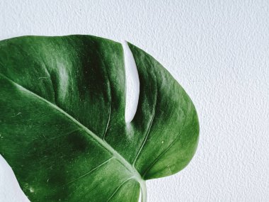 Monstera leaf on the white background clipart