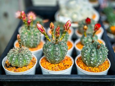 Chatuchak 'ta hafta sonu pazarında satılık küçük kaktüsler.