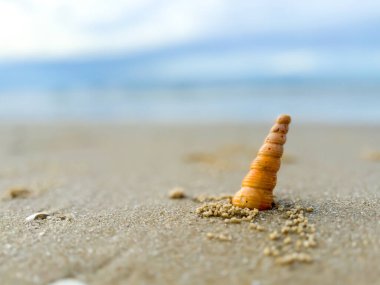 Tayland sahilinde kurumuş deniz kabukları.