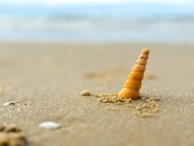 Tayland sahilinde kurumuş deniz kabukları.