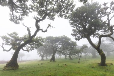 Fanal Ormanı. Tuhaf ağaçlar, bükülmüş dallar, sisli orman. Gizemli bir atmosferi olan bir yer. Yosun kaplı bir ağaç gövdesi tarafından çerçevelenmiş görüntü. Turizm noktası Fanal, Madeira Adası.