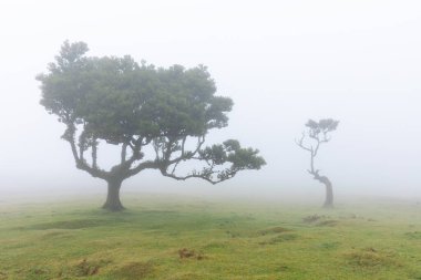 Fanal Ormanı. Tuhaf ağaçlar, bükülmüş dallar, sisli orman. Gizemli bir atmosferi olan bir yer. Yosun kaplı bir ağaç gövdesi tarafından çerçevelenmiş görüntü. Turizm noktası Fanal, Madeira Adası.