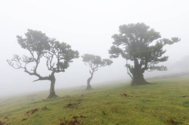 Fanal Ormanı. Tuhaf ağaçlar, bükülmüş dallar, sisli orman. Gizemli bir atmosferi olan bir yer. Yosun kaplı bir ağaç gövdesi tarafından çerçevelenmiş görüntü. Turizm noktası Fanal, Madeira Adası.