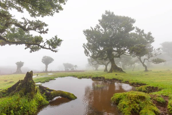 Fanal Wald Bizarre Bäume Verdrehte Äste Nebliger Wald Ein Ort — Stockfoto