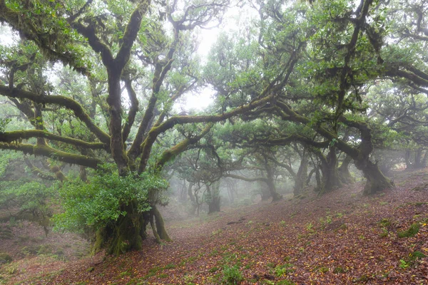 Fanalskogen Bizarra Träd Förvridna Grenar Dimmig Skog Plats Med Mystisk — Stockfoto