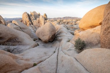 Kaliforniya 'daki Joshua Tree Ulusal Parkı. Joshua Tree Ulusal Parkı 'ndaki dramatik katmanlı kayaların önünde. Küresel sıcaklık.