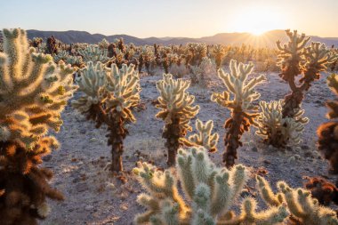 Joshua Tree Ulusal Parkı 'ndan Cholla kaktüsleri bahçesi ve sıcak bir sabah güneşi.