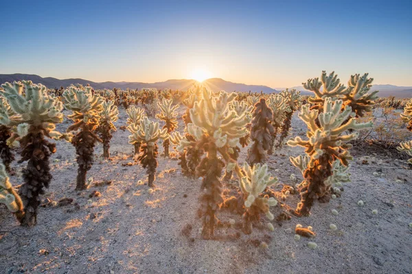Cholla Cactuses Garden Joshua Tree National Park Warm Morning Sunlight — Stock Photo, Image