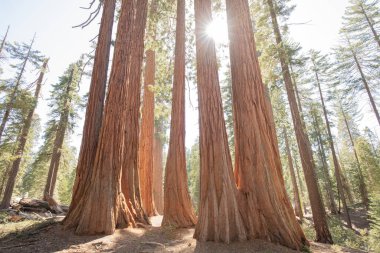 Sequoia Ulusal Parkı, Kaliforniya 'daki Gigantic Sequoia ağaçlarına bakın. 