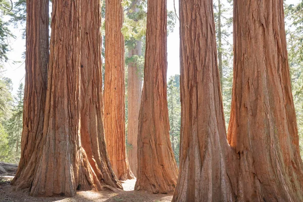 Visa Gigantiska Sequoia Träd Sequoia National Park Kalifornien Usa — Stockfoto