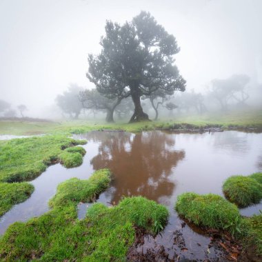 Yağmur mevsiminde Brezilya Amazon yağmur ormanlarında bulut oluşumu. Dağlık bir yamaçtaki ağaçların arasından sarkan ağaçlar. İklim değişikliği ve doğal fenomen kavramı. Sisli orman