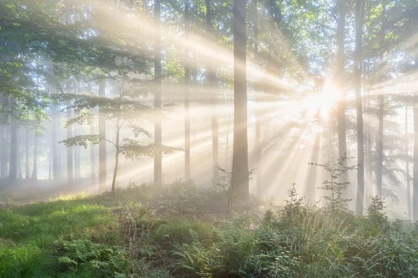 Sun Rays Dark Forest Sun Rays Woods Sunbeam Light Spring — Stock Photo, Image