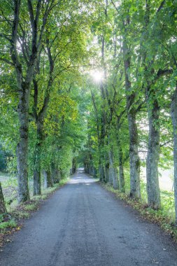 Her iki tarafında uzun ağaçlar olan geniş bir caddenin manzarası. Yol güzel portakal kırmızısı yapraklarla kaplı, ağaçlar renklenmeye başlıyor, ama yeşil bir iz görünüyor..