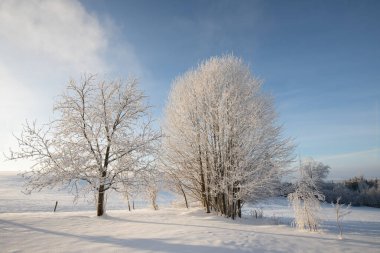 Soğuk bir sabahta parlak güneşli bir ışığın altında kar kaplı ağaçlarla inanılmaz bir kış manzarası. Kış vadisindeki inanılmaz doğa manzarası. Müthiş doğal arka plan. Noel Zamanı