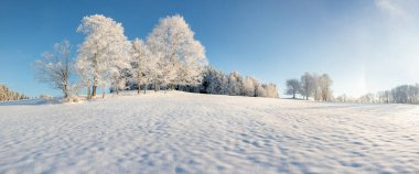 Incredible winter landscape with snow capped trees under bright sunny light in frosty morning. Amazing nature scenery in winter mountain valley. Awesome natural Background. Christmastime clipart