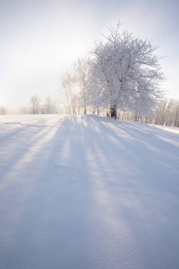 Soğuk bir sabahta parlak güneşli bir ışığın altında kar kaplı ağaçlarla inanılmaz bir kış manzarası. Kış vadisindeki inanılmaz doğa manzarası. Müthiş doğal arka plan. Noel Zamanı