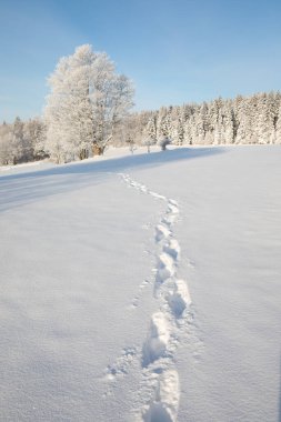 Soğuk bir sabahta parlak güneşli bir ışığın altında kar kaplı ağaçlarla inanılmaz bir kış manzarası. Kış vadisindeki inanılmaz doğa manzarası. Müthiş doğal arka plan. Noel Zamanı