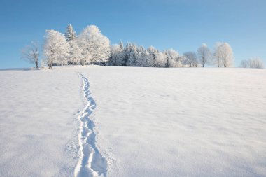 Soğuk bir sabahta parlak güneşli bir ışığın altında kar kaplı ağaçlarla inanılmaz bir kış manzarası. Kış vadisindeki inanılmaz doğa manzarası. Müthiş doğal arka plan. Noel Zamanı