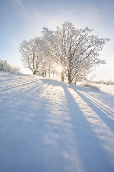Incredible Winter Landscape Snow Capped Trees Bright Sunny Light Frosty — Stock Photo, Image