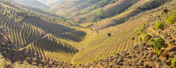 Vinhas Velhas Com Uvas Vinho Tinto Região Vinícola Vale Douro Imagem De Stock