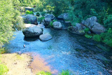 Ormandaki nehir, doğa bitki örtüsü