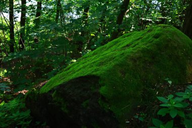 Ormanın güzel manzarası