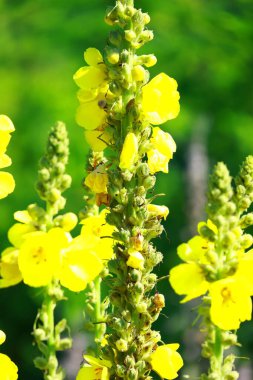 Bahçedeki sarı çiçekler