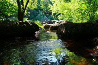 Ormanda güzel bir şelale