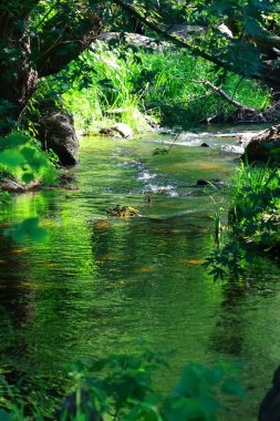 Nehir ormandan akıyor..