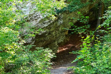 Ormandaki kayalık bir yolun güzel manzarası.