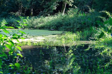 yeşil çimenler ve ağaçlar