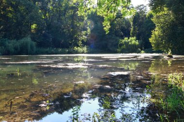 Ormandaki nehrin güzel manzarası