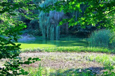 Yeşil bitkiler ve küçük ağaçlarla dolu gölet.