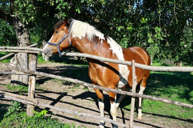 kahverengi at padok içinde