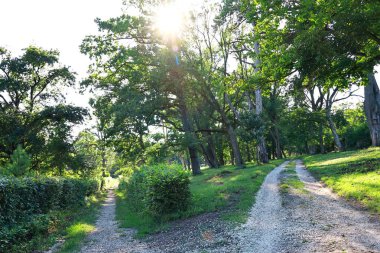 Ormandaki bir ağaçla yeşil bir ağaç arasındaki patika.