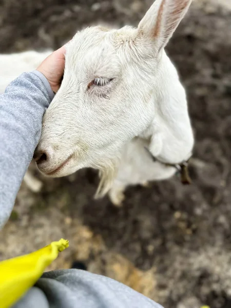 这只白山羊把头抬起来抚摸 田野里的放羊场 一个生产羊奶和奶酪的小农场 — 图库照片