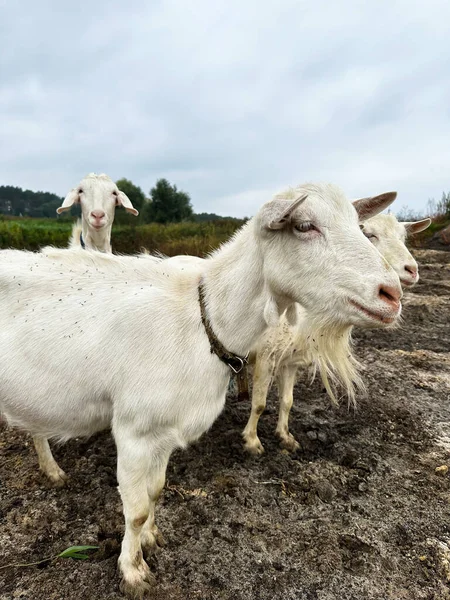 三只白山羊在户外吃草 田野里的自由放养山羊 小羊奶和奶酪农场 — 图库照片