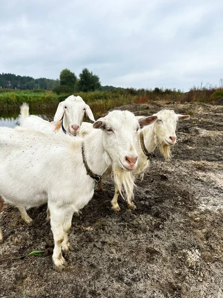 三只白山羊在户外吃草 田野里的自由放养山羊 小羊奶和奶酪农场 — 图库照片