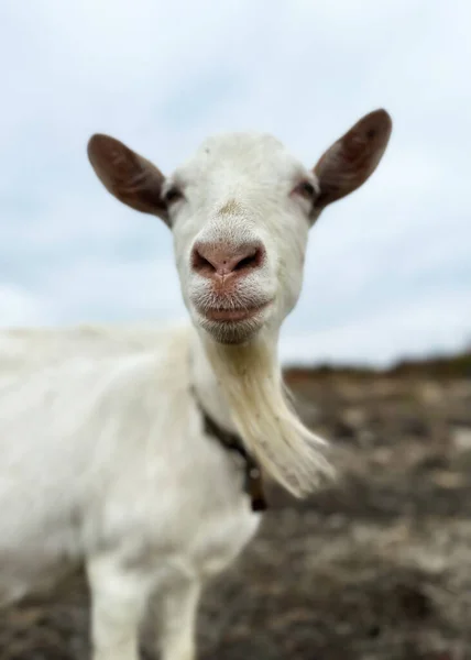 White Goat Looking Camera Free Range Goats Field Small Goat — Stock Photo, Image