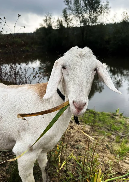 Die Weiße Ziege Mit Dem Gras Mund Blickt Die Kamera — Stockfoto