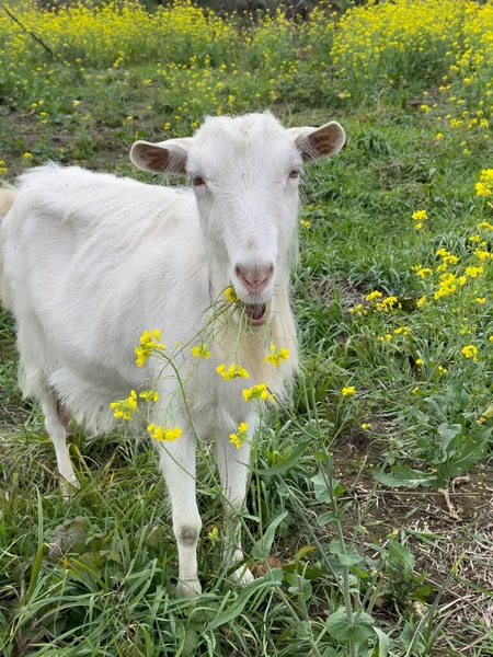 白色可爱的山羊看着相机 吃芥末花 田野里的自由放养山羊 小羊奶和奶酪农场 — 图库照片